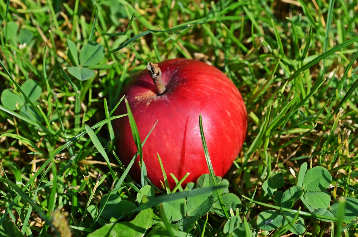 Нужно ли убирать с земли гнилые яблоки, рассказала опытный садовод из Челябинска 
