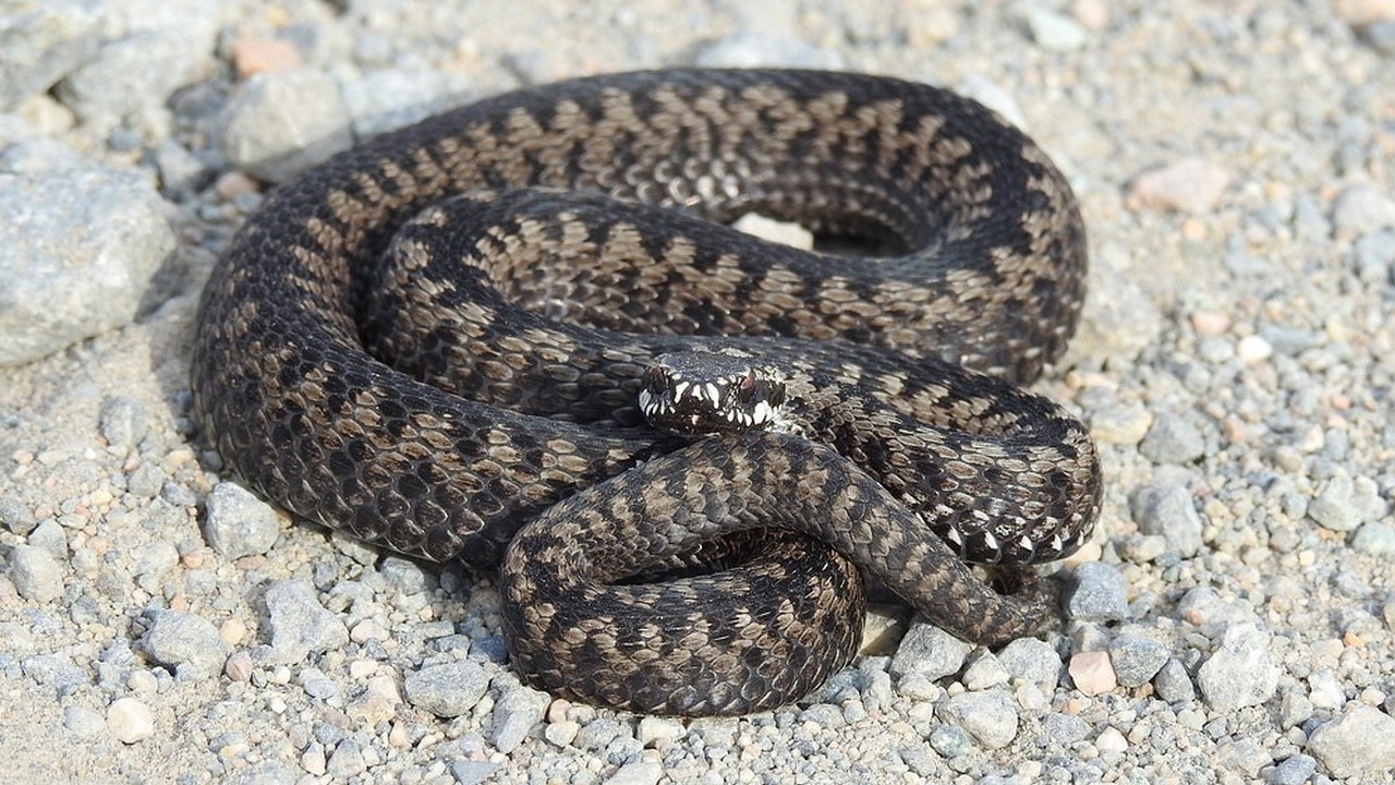 Ядовитые змеи активизировались в Челябинской области с приходом тепла