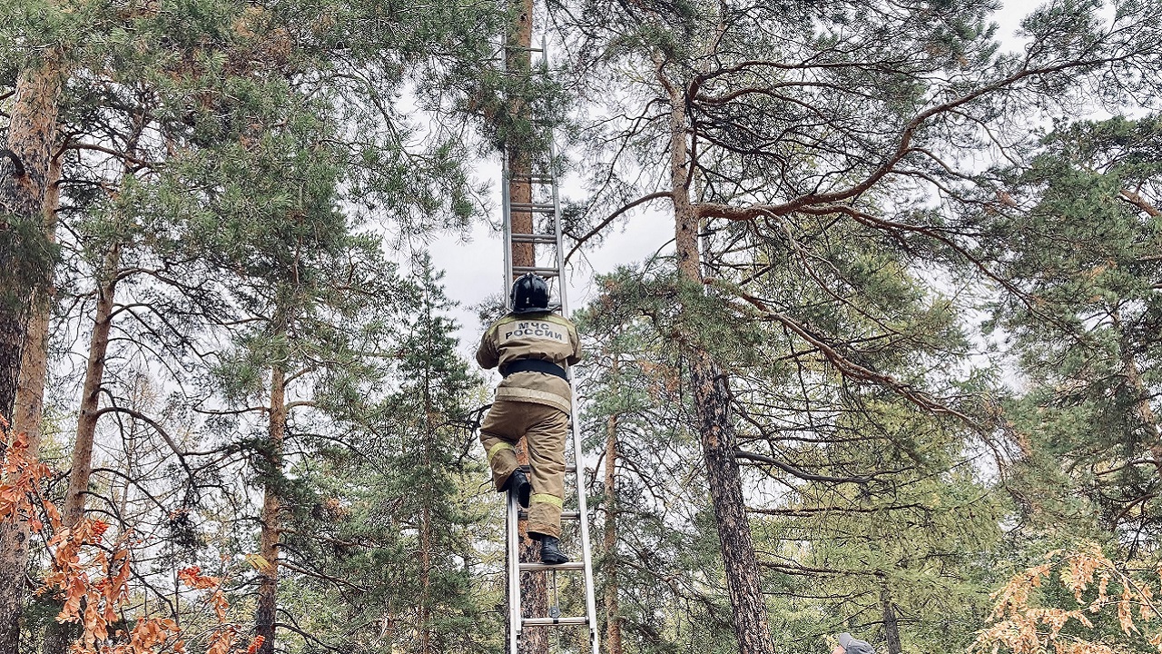 Пожарные в Челябинске вытащили квадрокоптер с вершины дерева