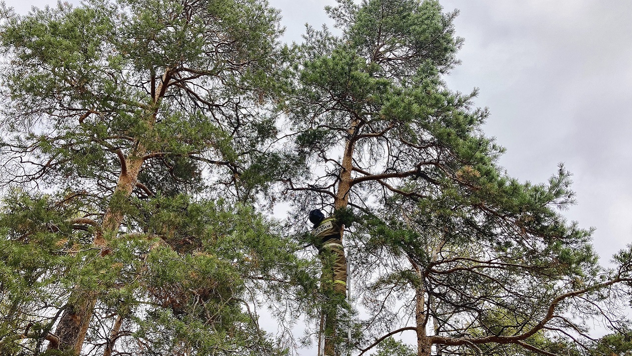 Пожарные в Челябинске вытащили квадрокоптер с вершины дерева