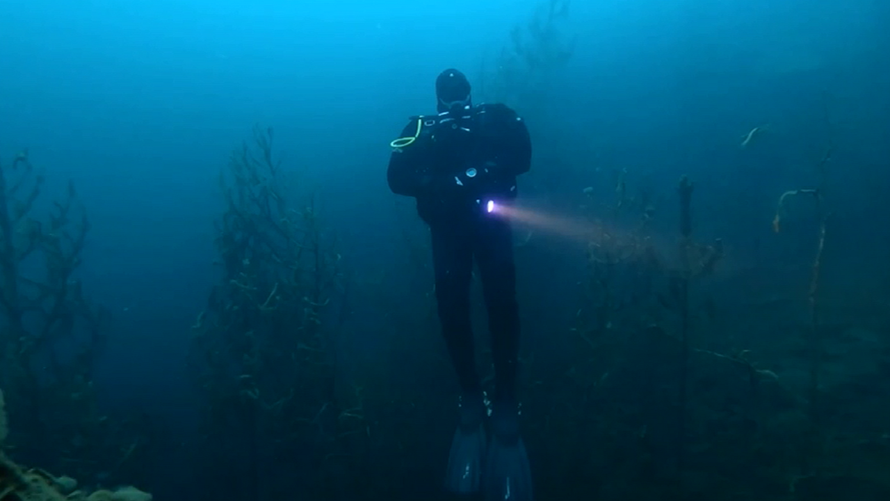 Дайверы показали красоту подводного леса в Челябинской области