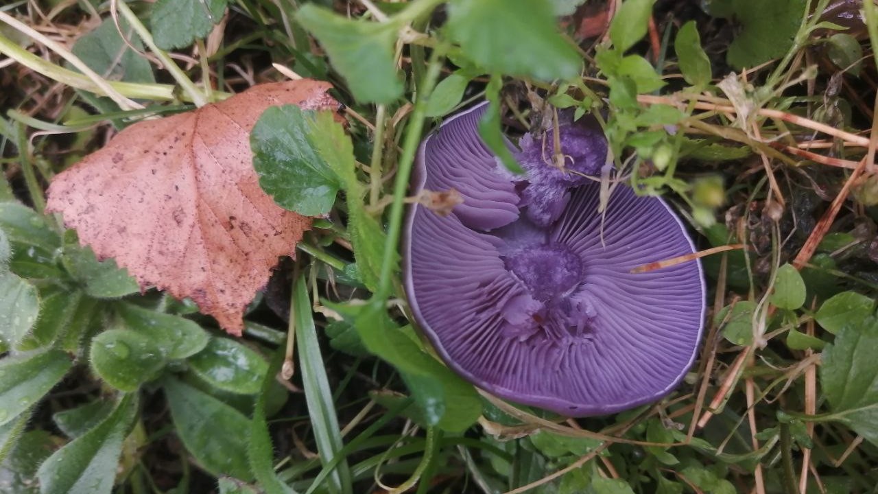Ярко-фиолетовые грибы нашли в лесах Челябинской области 