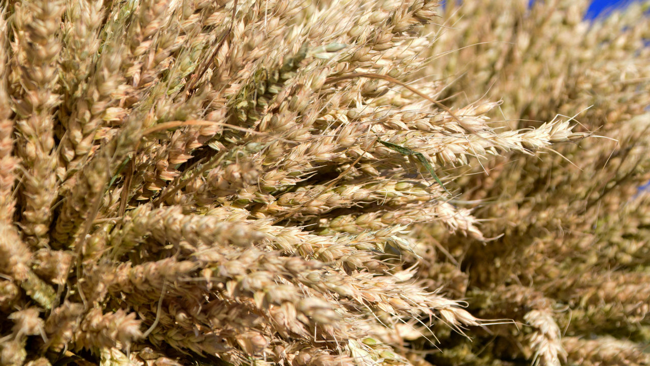 Безотходное производство: зерно низкого класса в Челябинске будут перерабатывать в муку