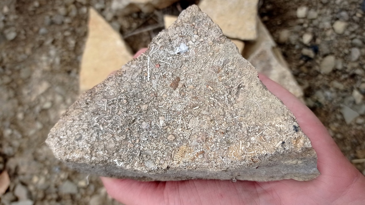 Окаменелости древних моллюсков нашли в Челябинской области Окаменелости древних моллюсков нашли в Челябинской области