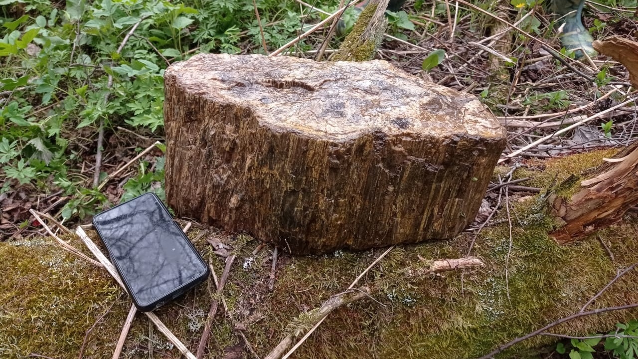 Окаменелости древних моллюсков нашли в Челябинской области Окаменелости древних моллюсков нашли в Челябинской области