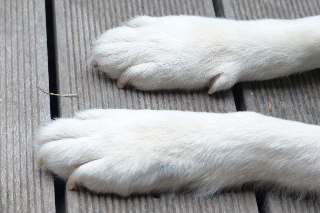 "Зашивали под наркозом": алабай покусал ребенка и загрыз собак в Челябинской области