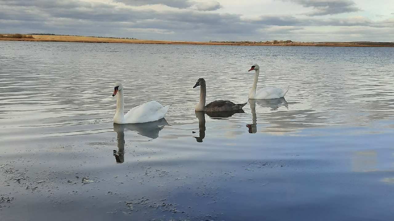 "У лебедя нет крыла": семью редких птиц спасают в Челябинской области