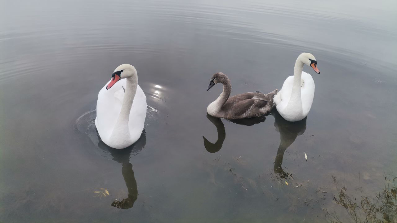 В Челябинской области рассказали о судьбе лебедя с раненым крылом