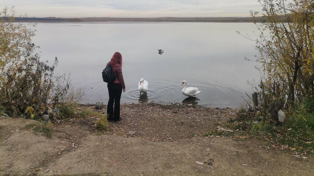 В Челябинской области рассказали о судьбе лебедя с раненым крылом