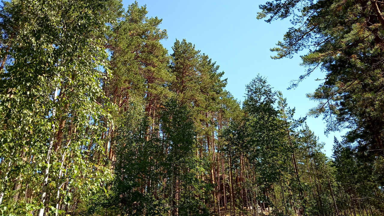 В Челябинской области семья с двумя детьми заблудилась в лесу