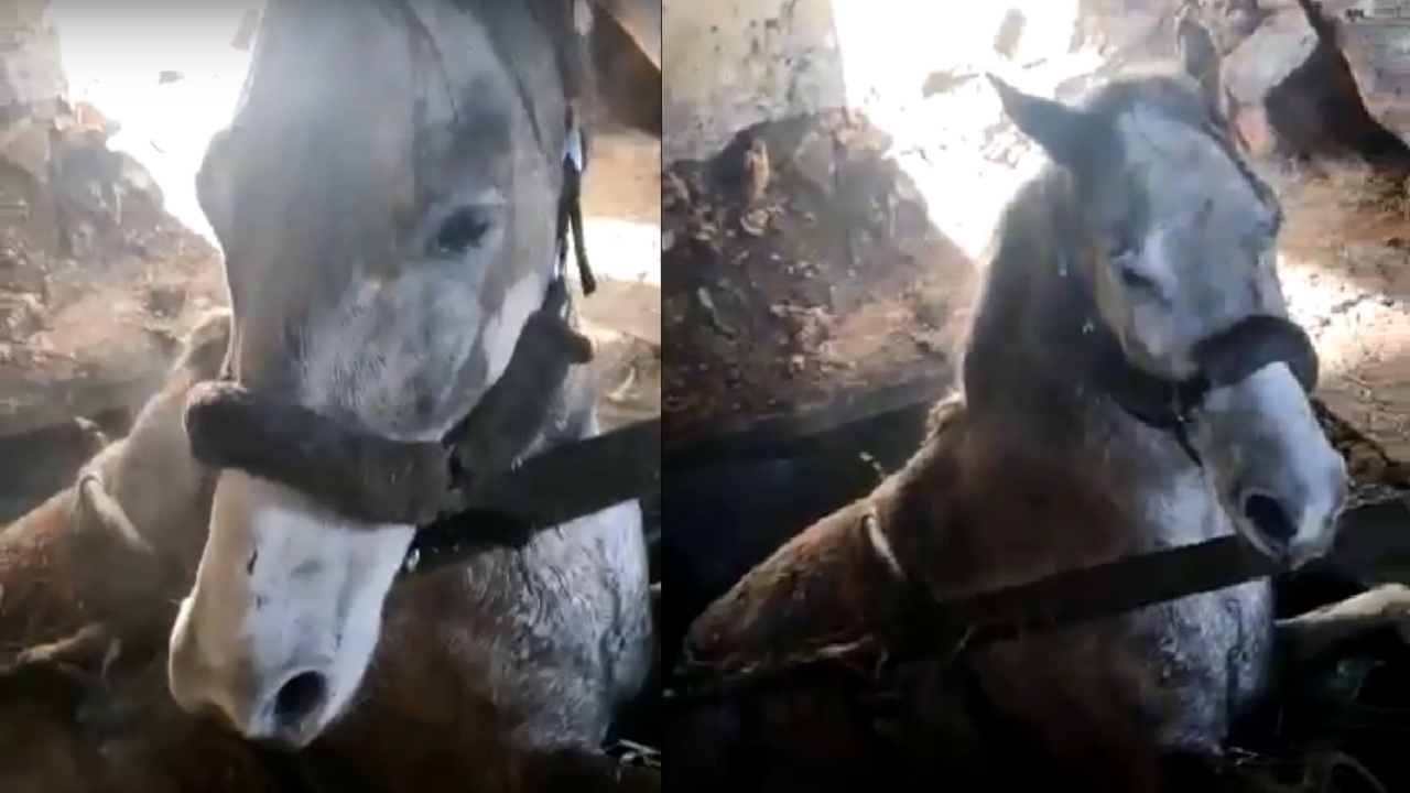 Провалившуюся в погреб лошадь спасли в Челябинске