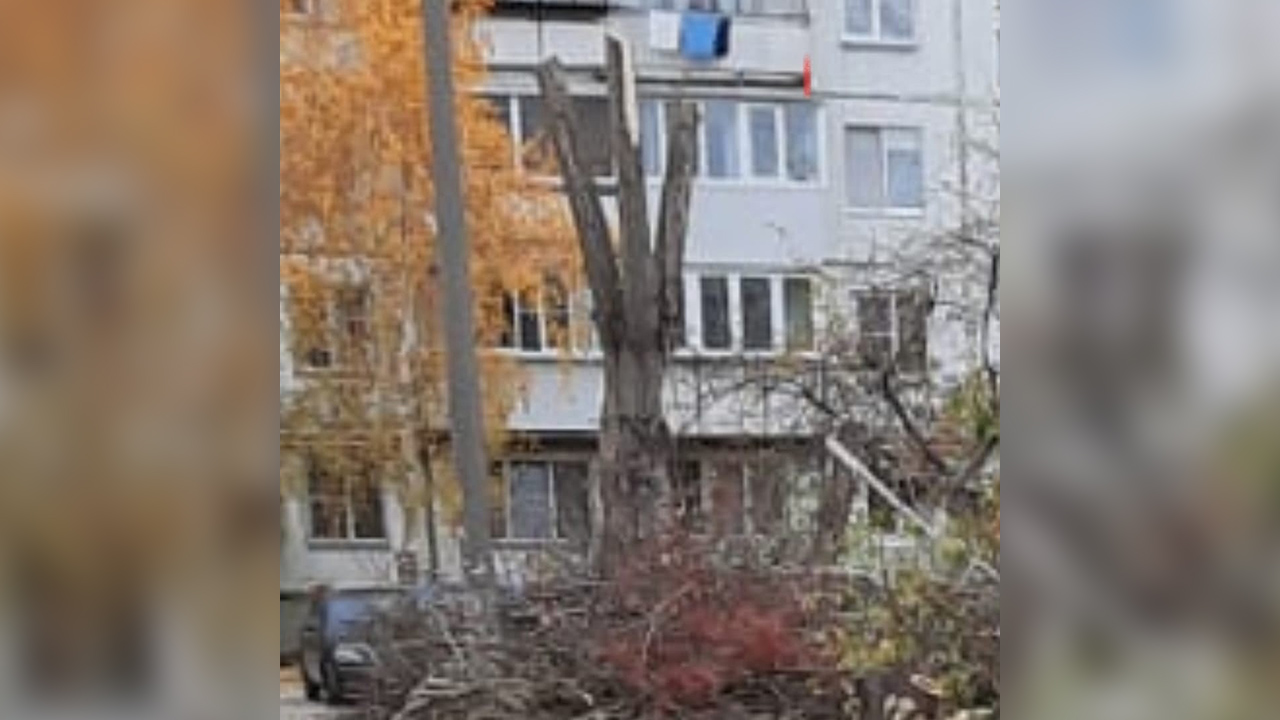 Жители Челябинска возмущены массовой вырубкой деревьев во дворе
