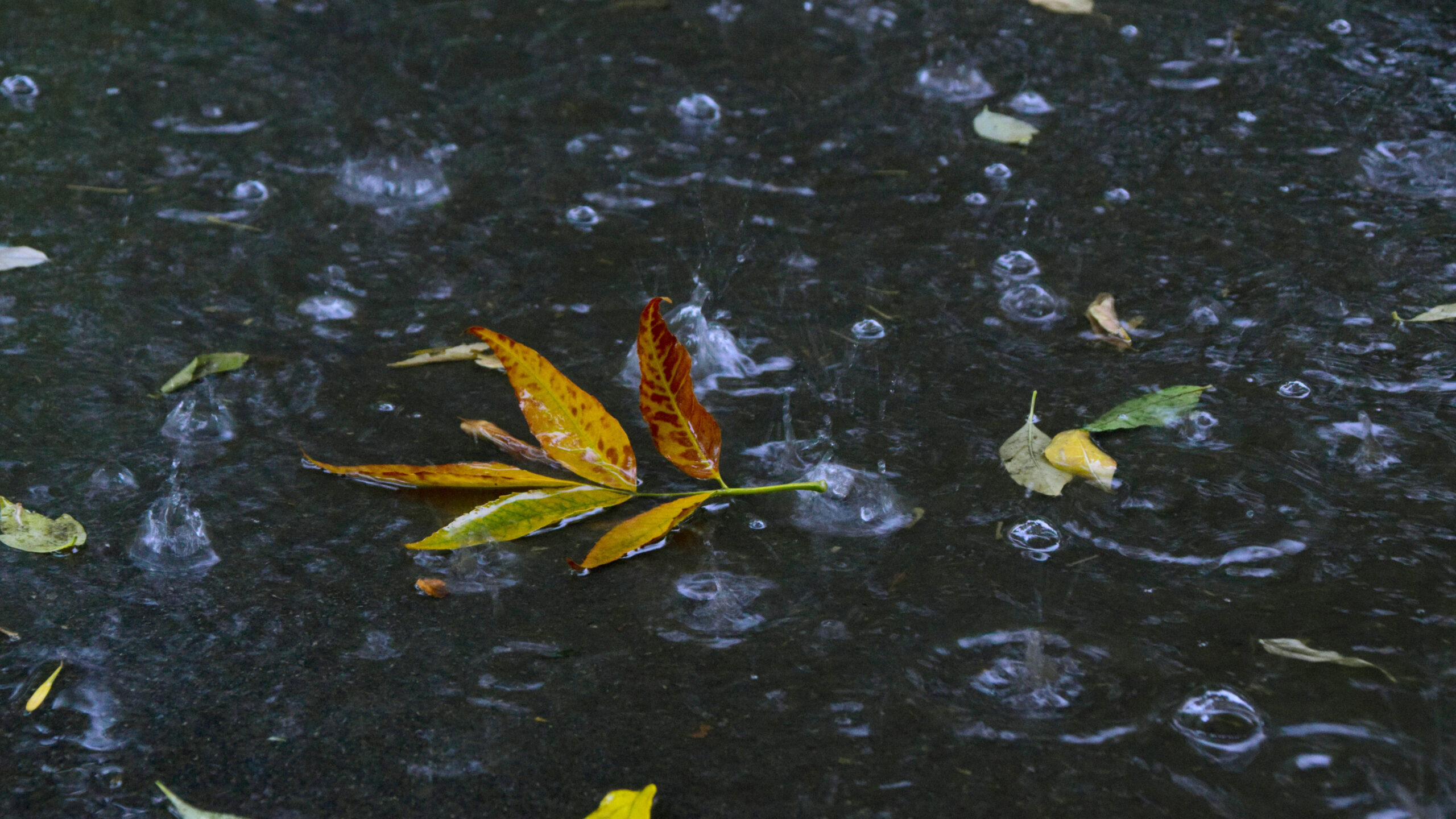 В Челябинской области наступает по-настоящему осенняя погода  