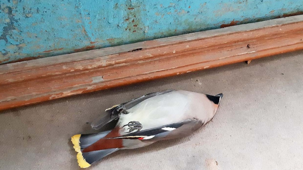 Пьяные птицы напугали жителей Челябинской области
