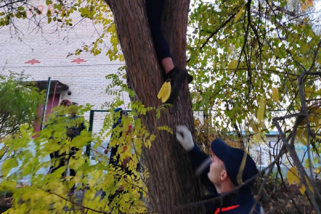 Застрявшего на дереве ребенка спустили на землю спасатели в Челябинской области