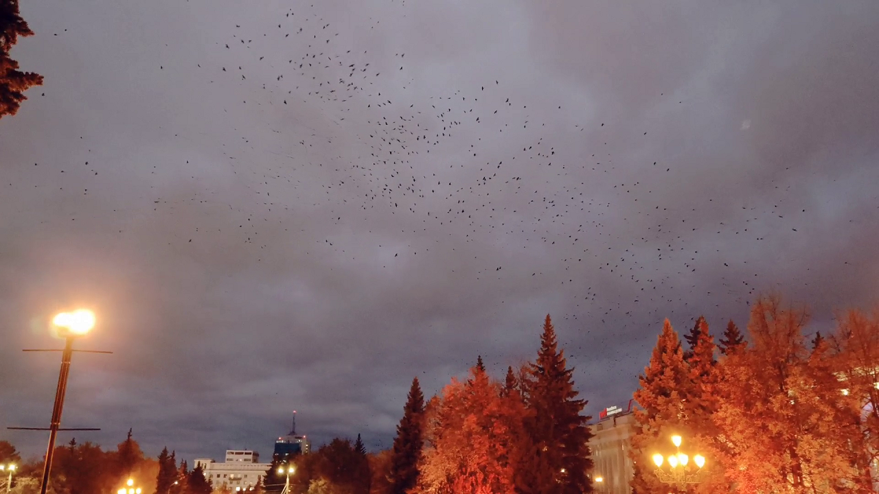 Гигантская стая птиц исполнила зрелищный "танец" в центре Челябинска