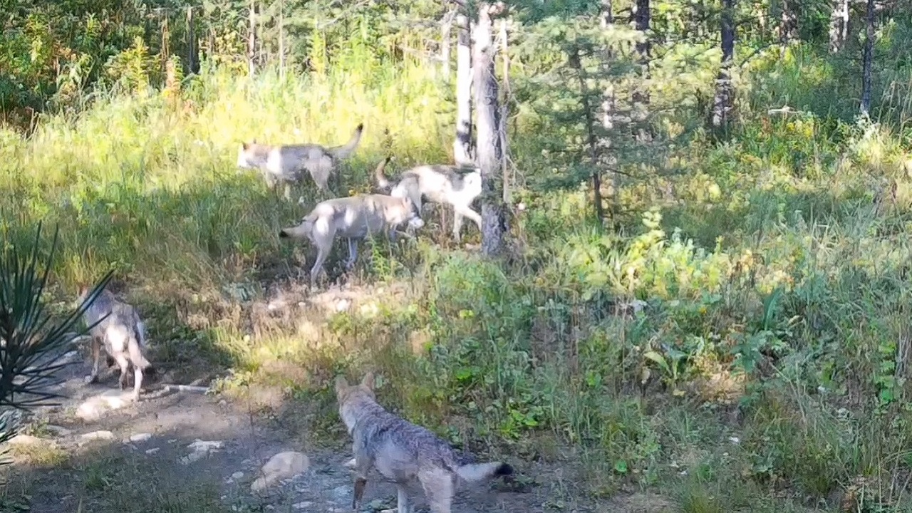 Охоту стаи волков сняли на видео в Челябинской области