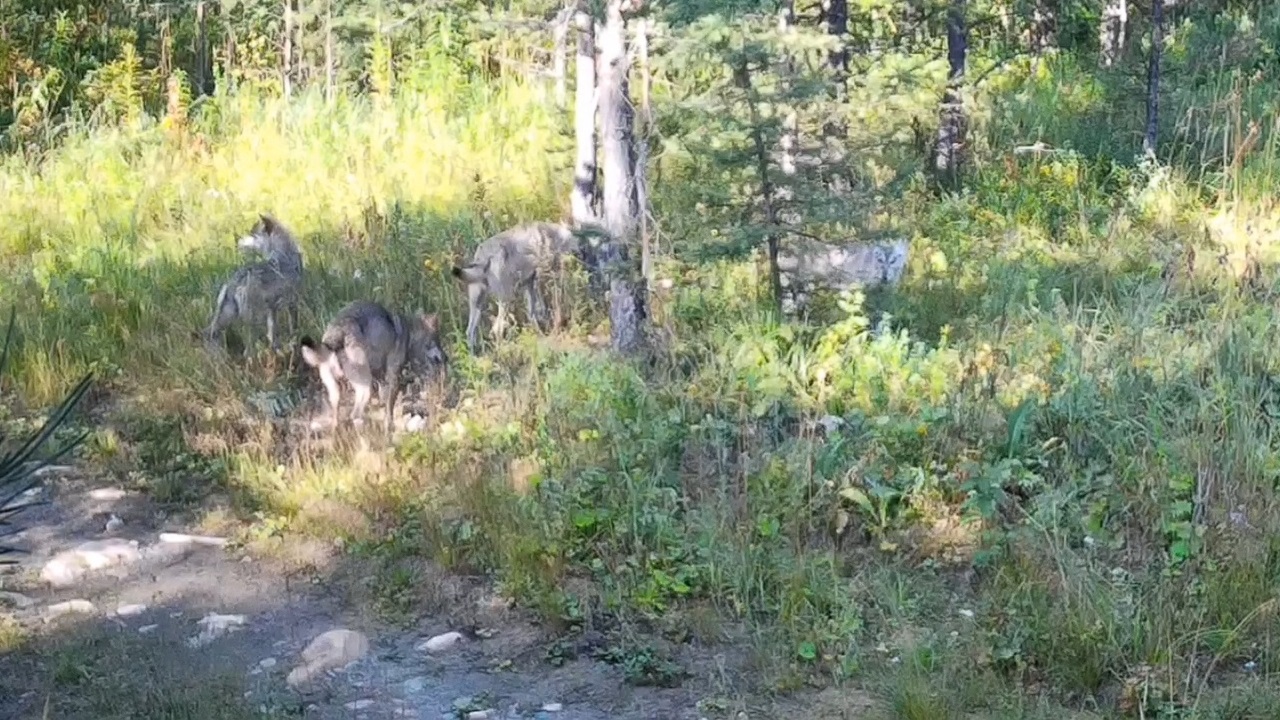 Охоту стаи волков сняли на видео в Челябинской области