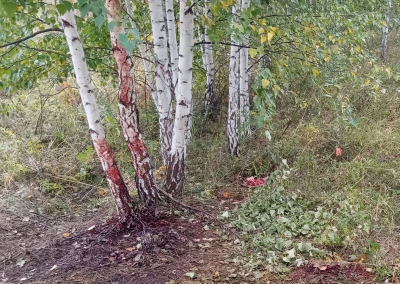 Криминалисты помогли найти убийц 8 детенышей косуль в Челябинской области 