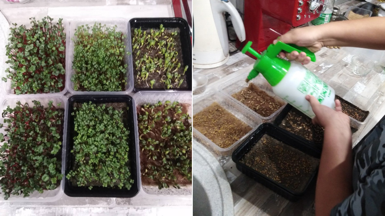 Огород на окне: семьи в Челябинской области учатся выращивать микрозелень