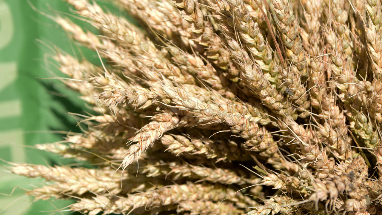 Рекордный урожай зерна собрали в Челябинской области