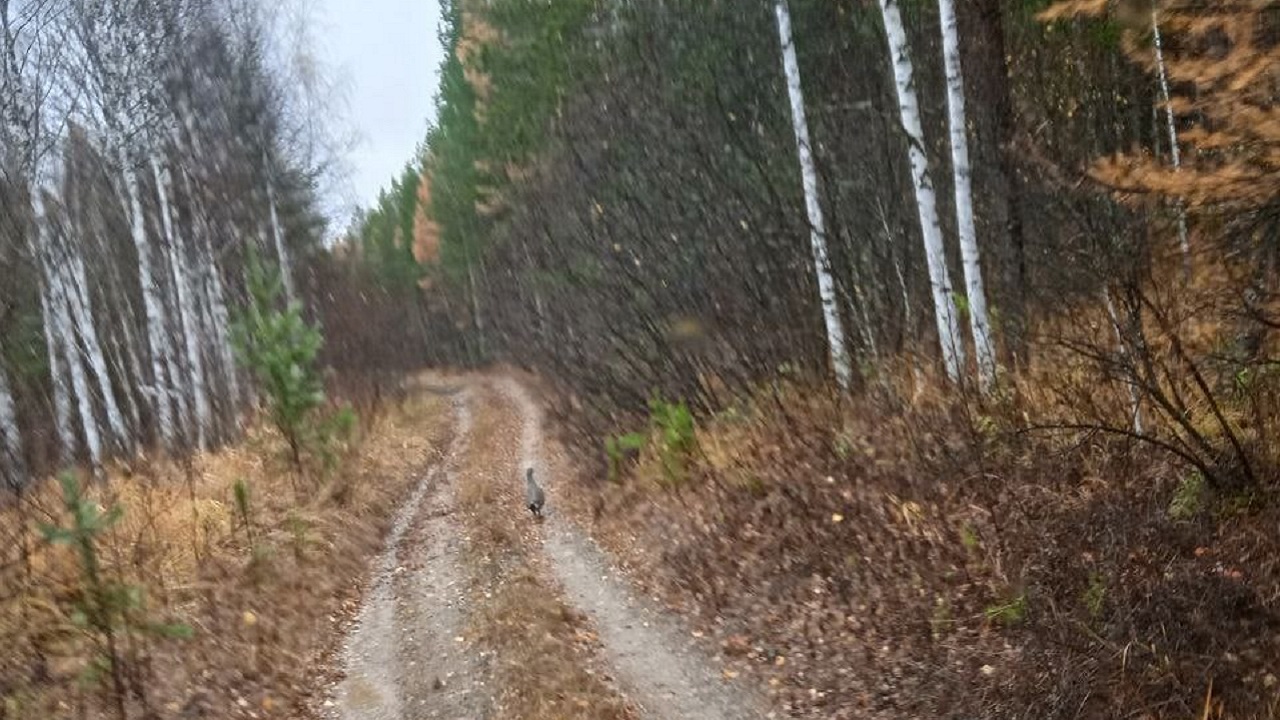 Задумчивого глухаря заметили в горах Челябинской области Задумчивого глухаря заметили в горах Челябинской области