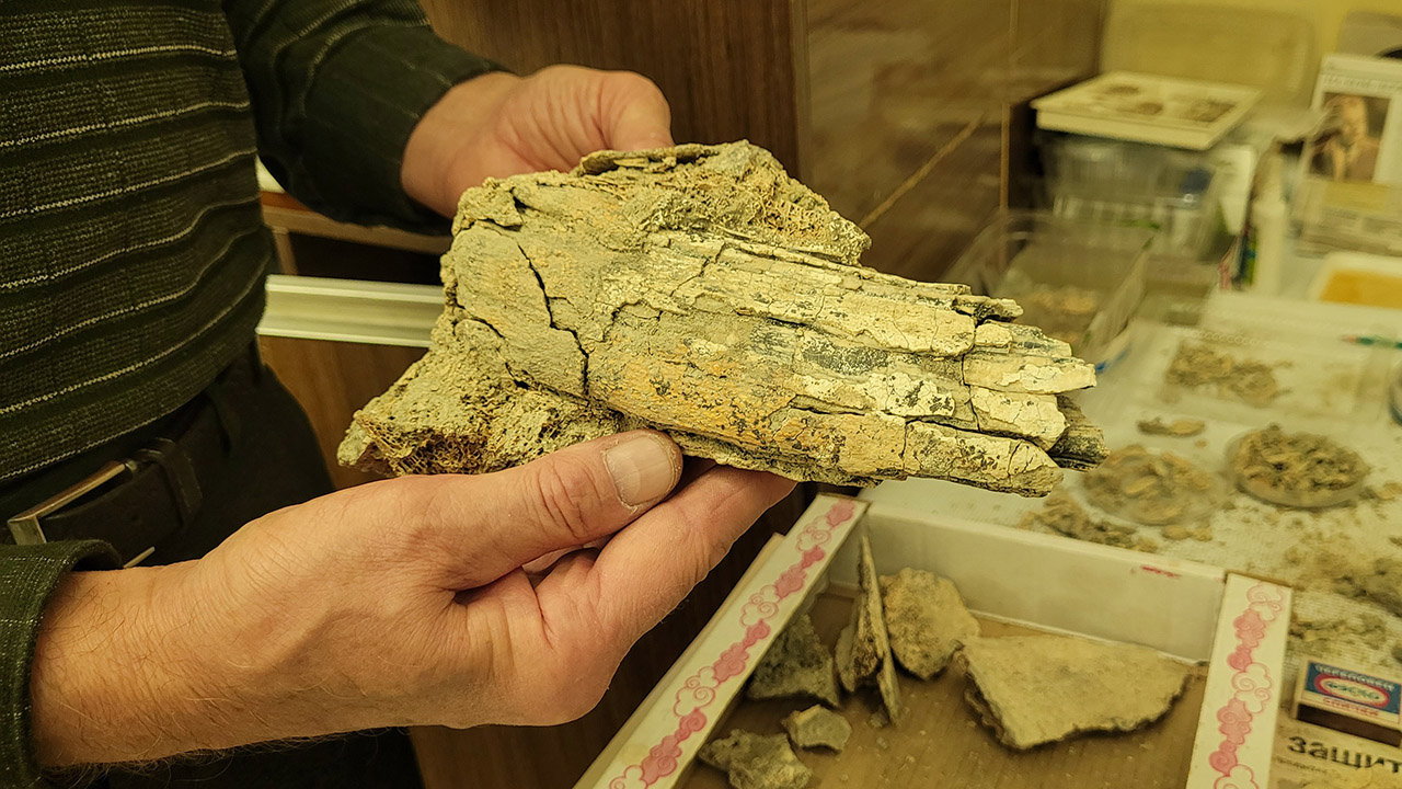 Спелеоархеолог из Челябинска реставрирует череп древнего "единорога"