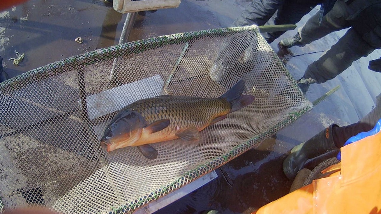 В Челябинской области отбирают ценную рыбу для нереста