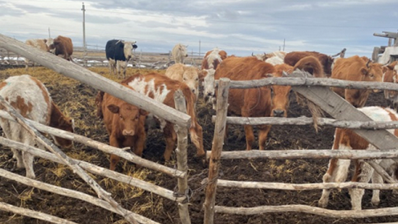 В Челябинской области украли и продали за 180 тысяч чужого элитного быка В Челябинской области украли и продали за 180 тысяч чужого элитного быка