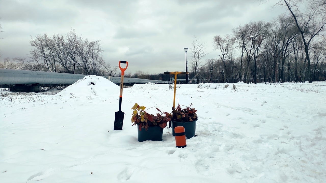 Редкие красные дубы высадили в челябинском парке