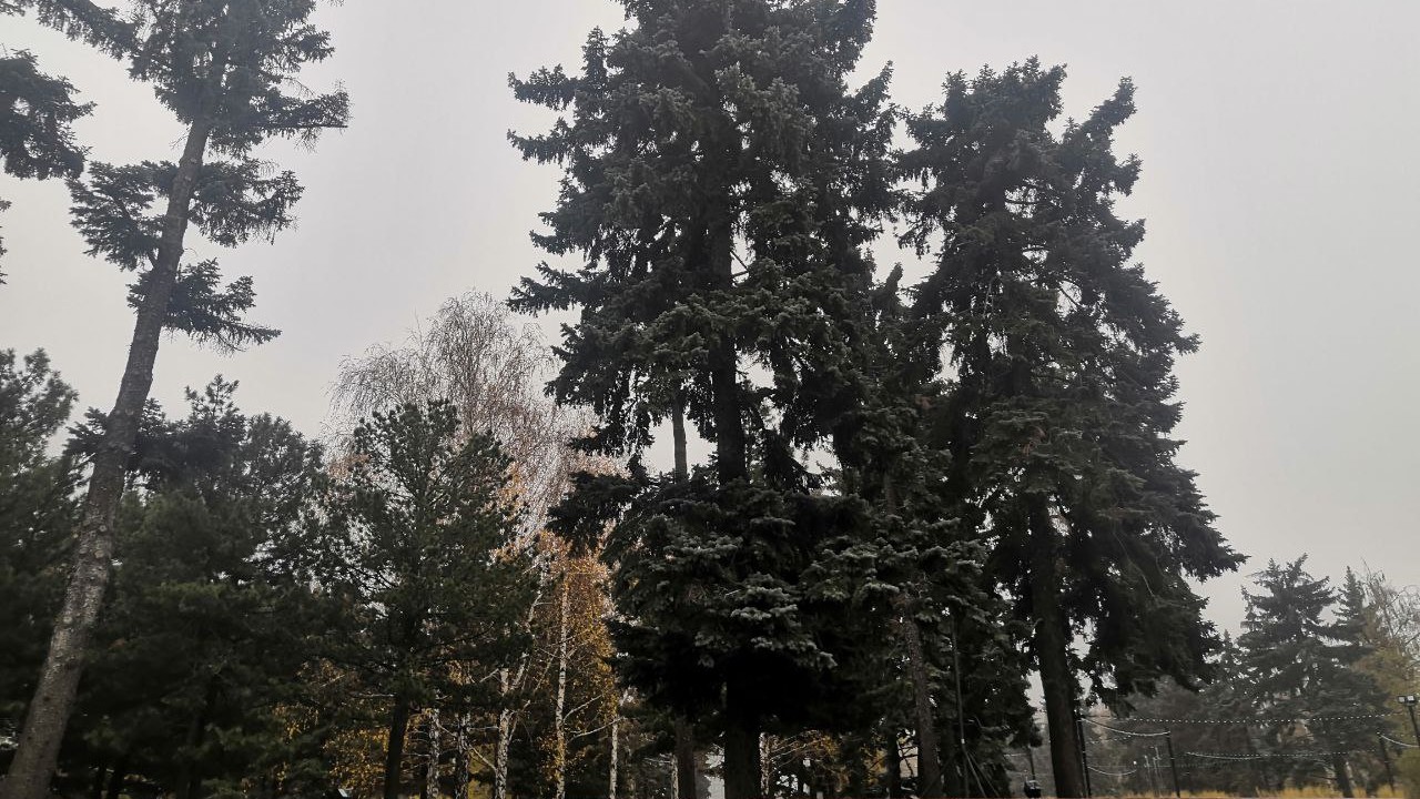 На главной площади Челябинска заменят старые ели