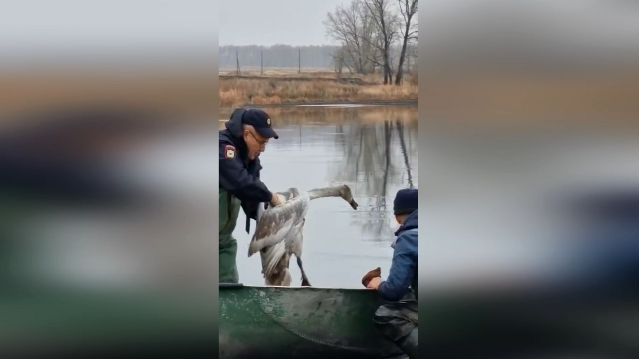В Челябинской области полицейский спас лебедя из ледяного капкана