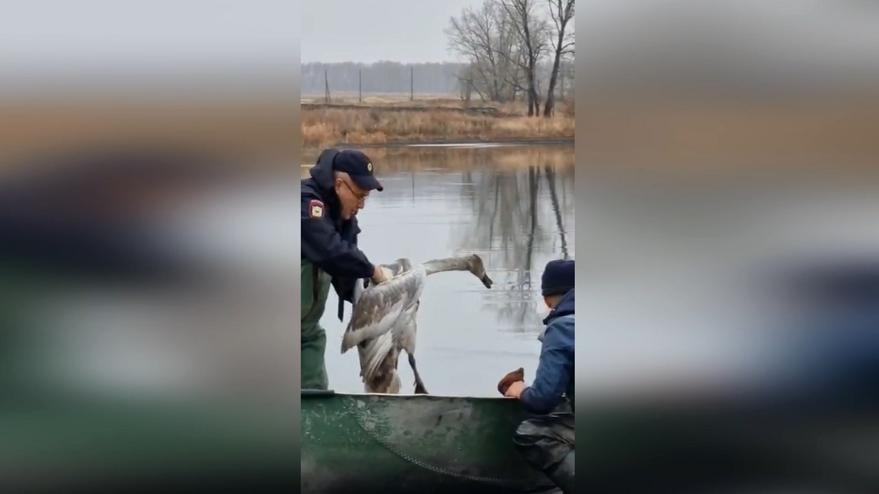 В Челябинской области полицейский спас лебедя из ледяного капкана В Челябинской области полицейский спас лебедя из ледяного капкана