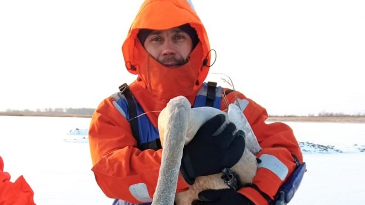 Двух редких лебедей спасли с хрупкого льда в Челябинской области