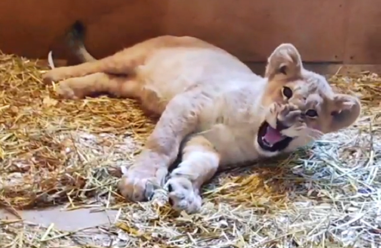 Маленькую львицу Киару привезли в зоопарк Челябинска