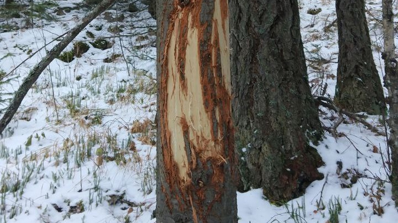 Необычные метки заметили на деревьях в лесах Челябинской области