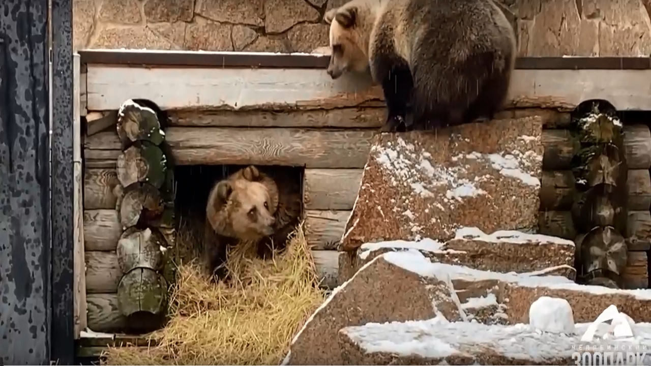 Сестры-медведицы в зоопарке Челябинска готовятся к спячке