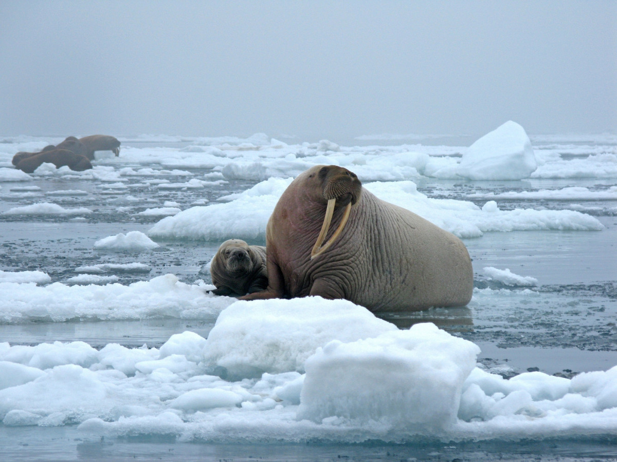 Массовым обливанием ледяной водой отметят День моржа в Челябинской области