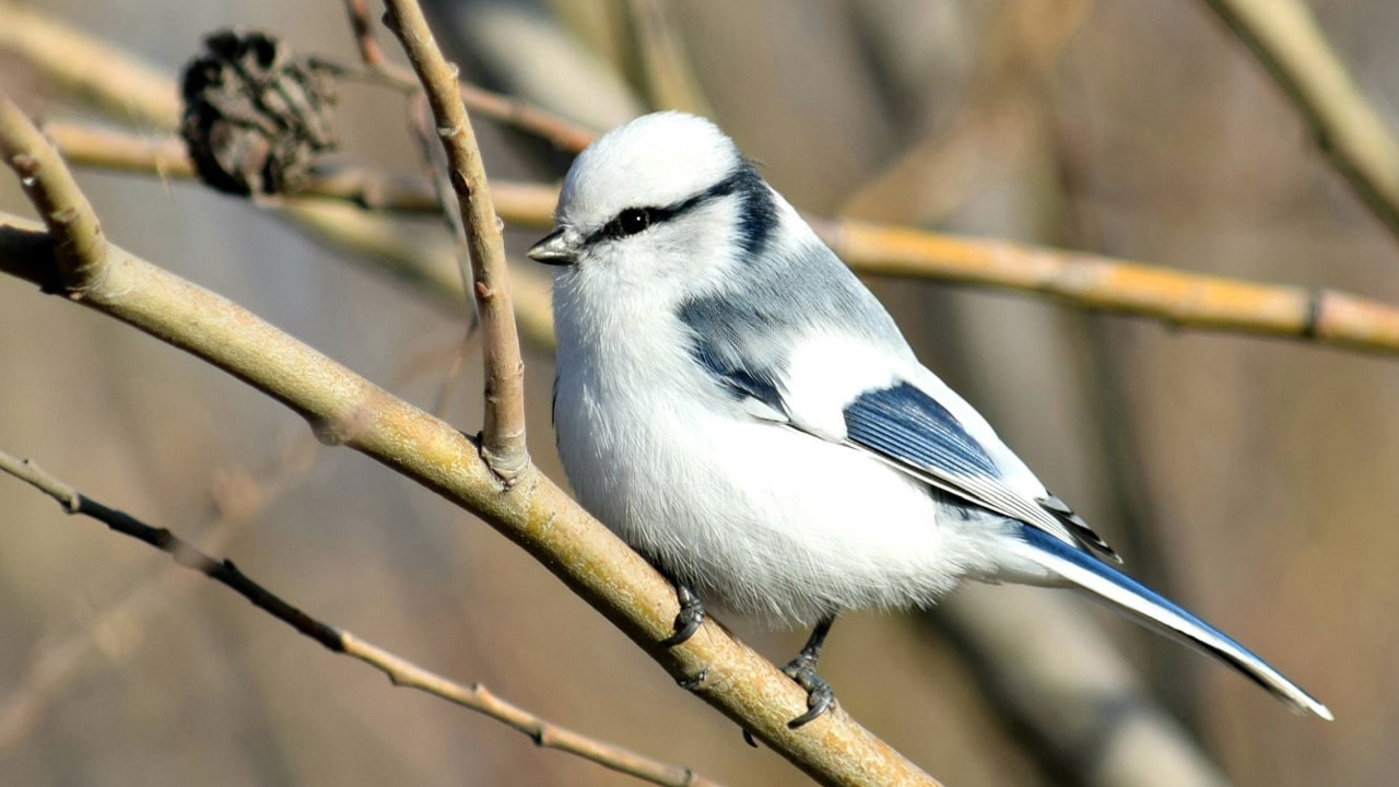 IUCN Red List of Threatened Species