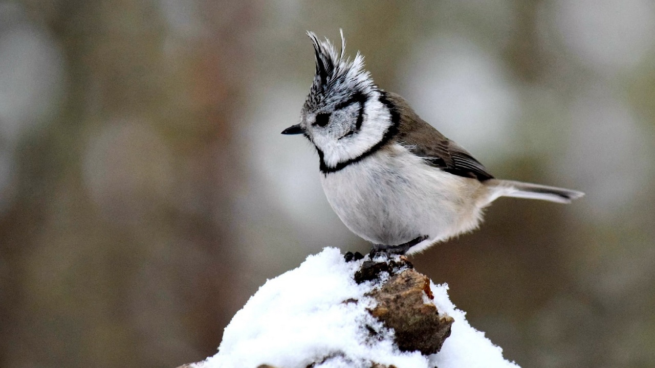 Праздничный стол: забавные синицы в Челябинской области устроили пир Праздничный стол: забавные синицы в Челябинской области устроили пир