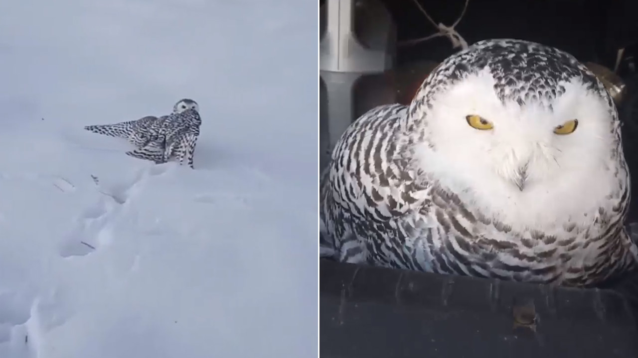 Истощенную полярную сову спасают в Челябинской области