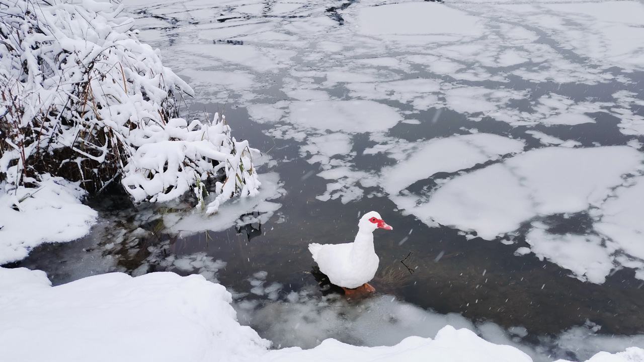 Одинокая утка рискует замерзнуть на водоеме в Челябинской области