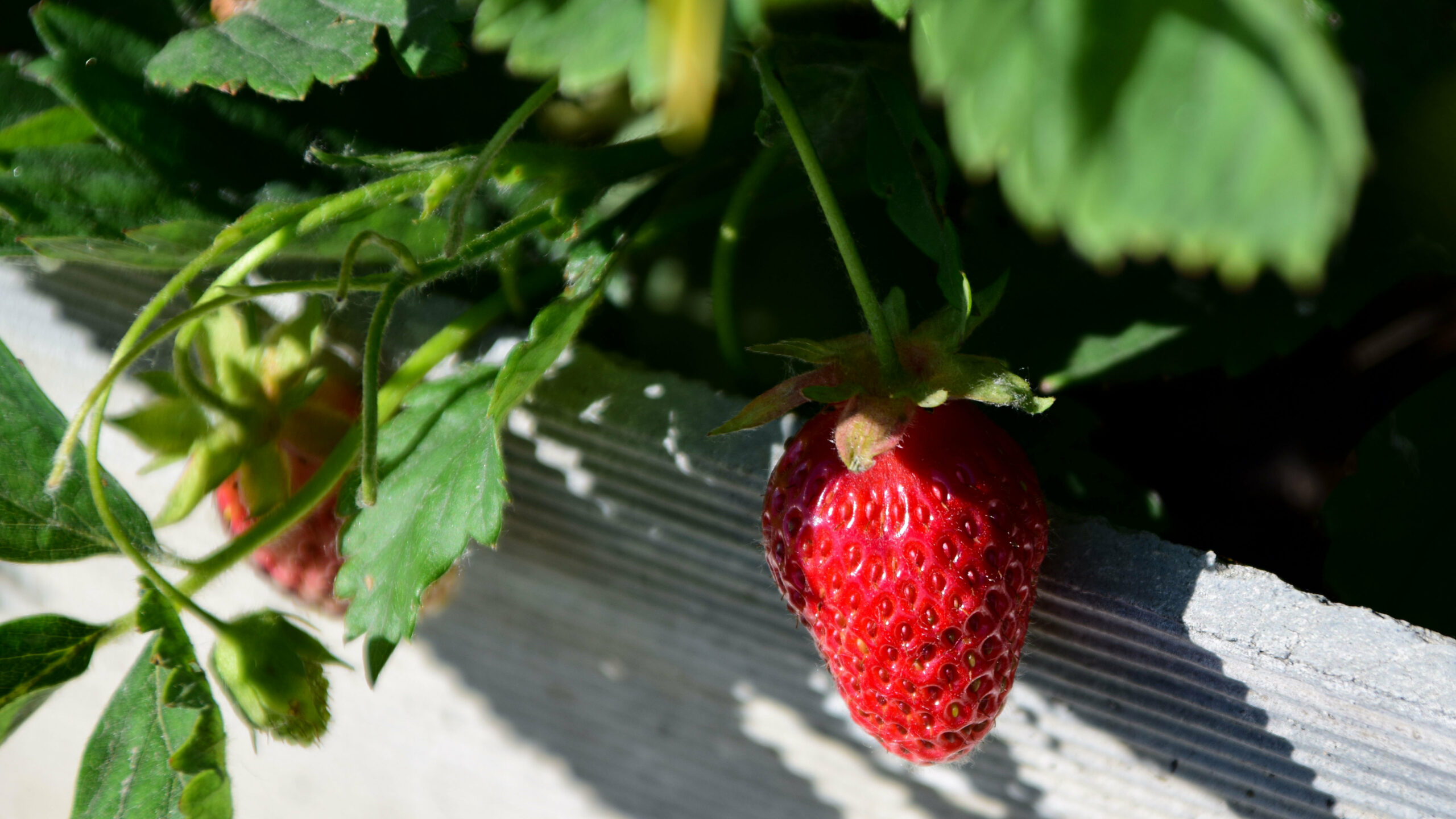 Челябинские ягоды и фрукты могут потеснить на прилавках привозных конкурентов