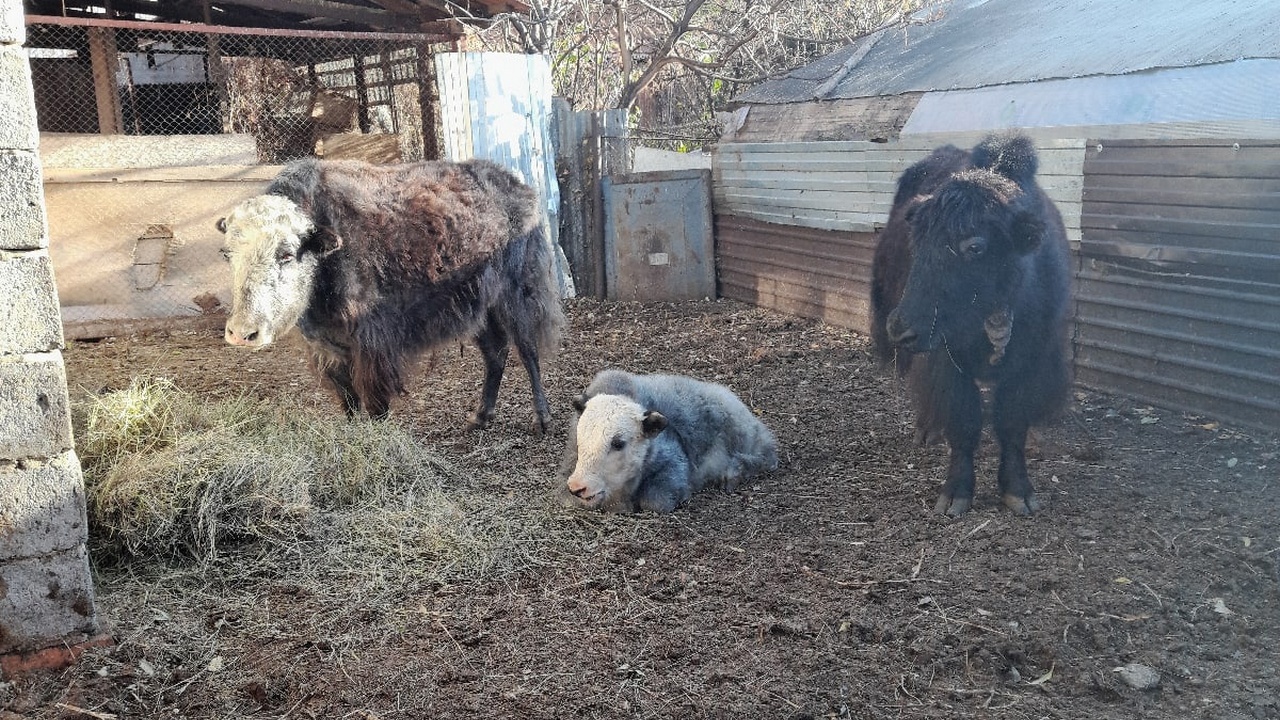 Три милых яка поселились в Челябинской области