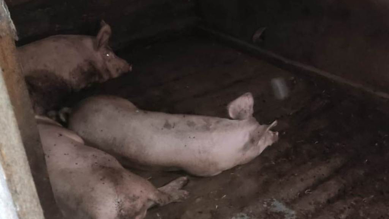 Тошнота от запаха и головные боли: под Челябинском соседи судятся из-за свинарника