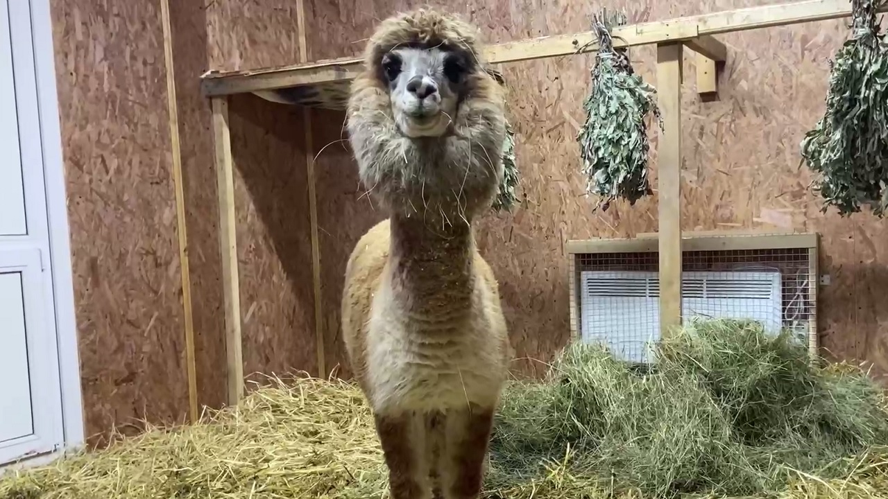Добрая и сдержанная: в челябинском зоопарке поселилась новая альпака