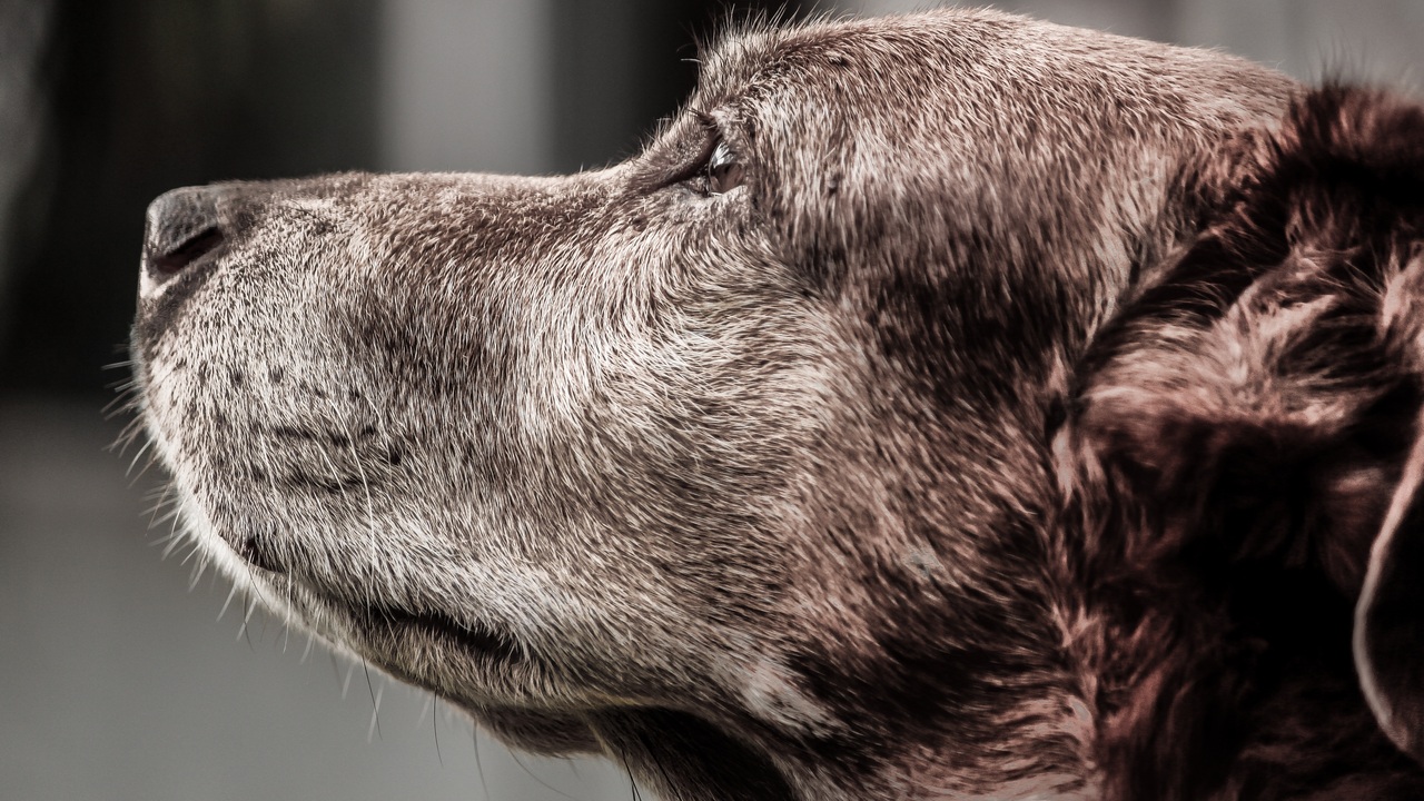 Жалобы на агрессивных бездомных собак в Челябинске будут принимать круглосуточно