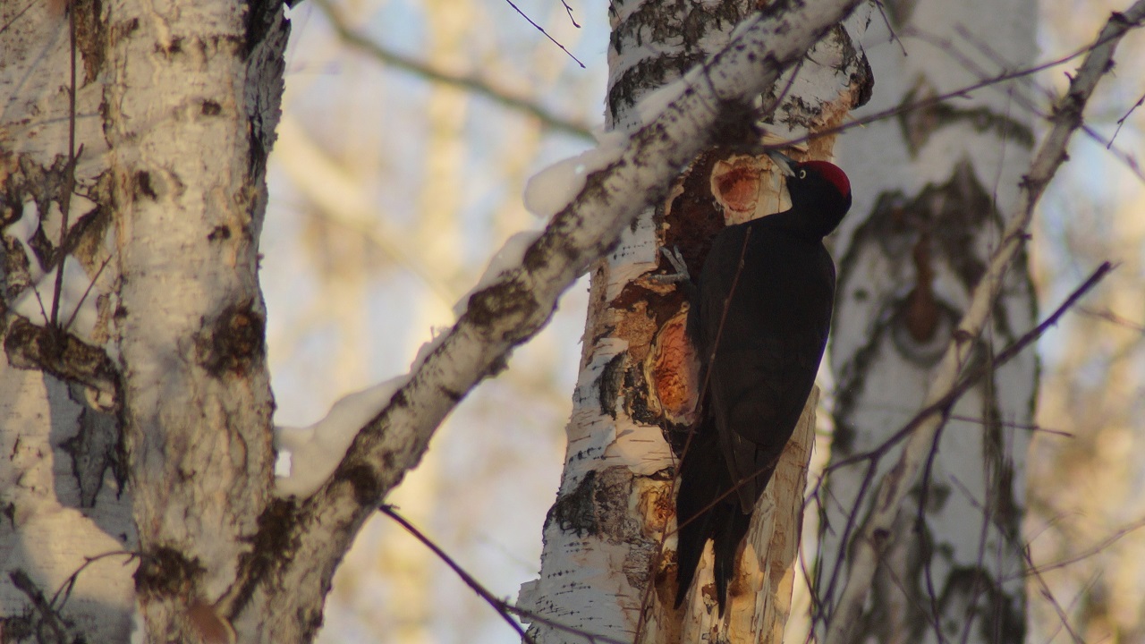 Щепки летят: в Челябинске заметили трудолюбивого дятла, который раскрошил дерево