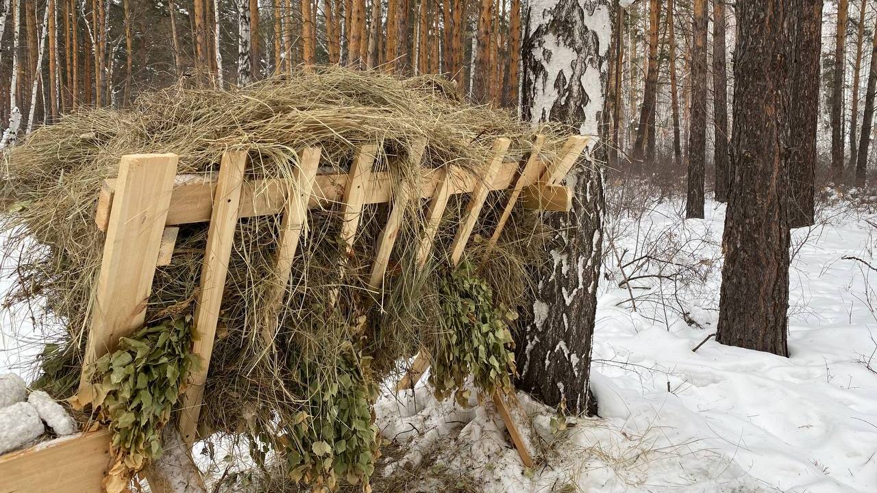 В лесах Челябинской области организовали лесные столовые для косуль, Фото: ГТРК "Южный Урал"