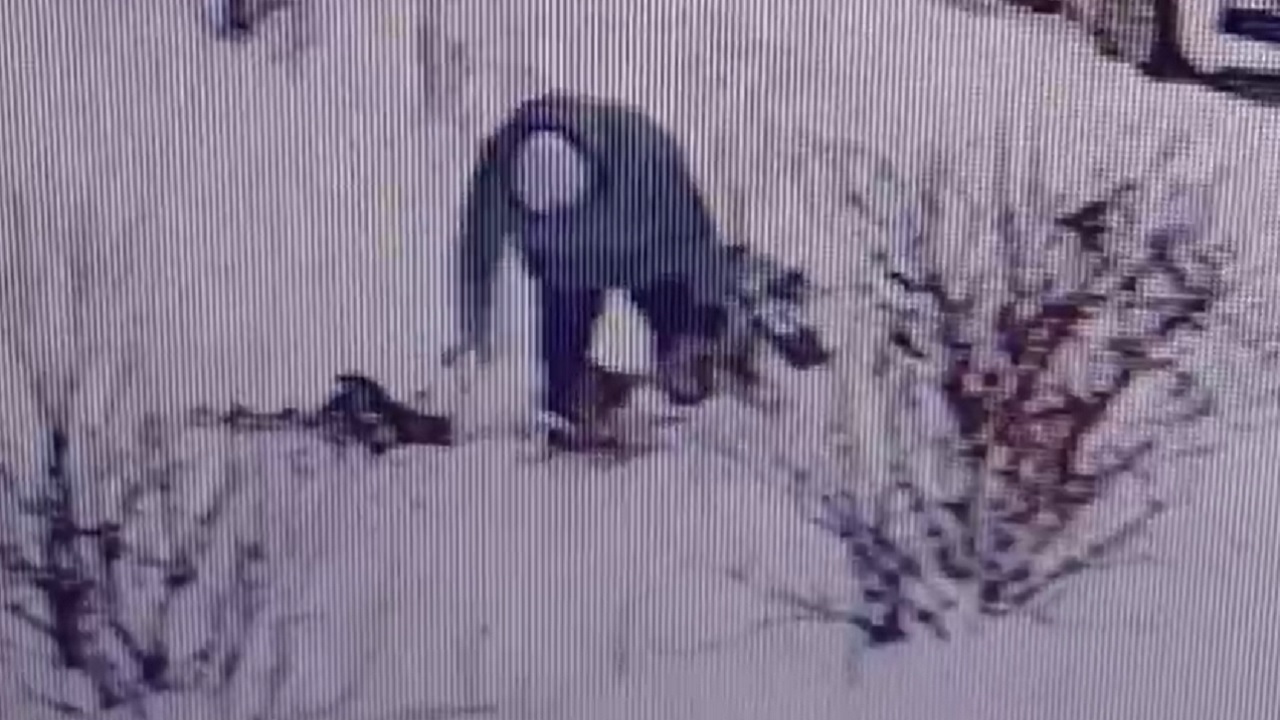 Жительница Челябинска с корнем вырвала елку во дворе многоэтажки Жительница Челябинска с корнем вырвала елку во дворе многоэтажки